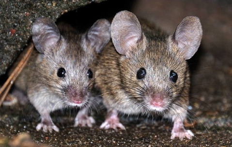 House mice