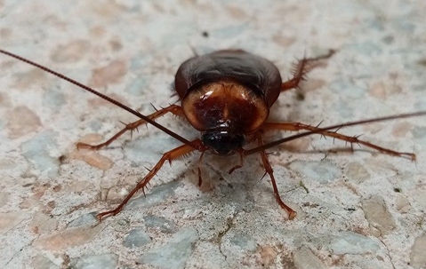 American cockroach face forward