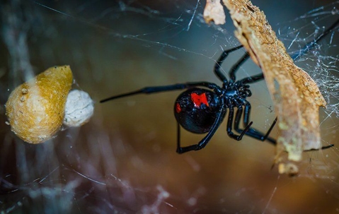 black widow spider with a full egg
