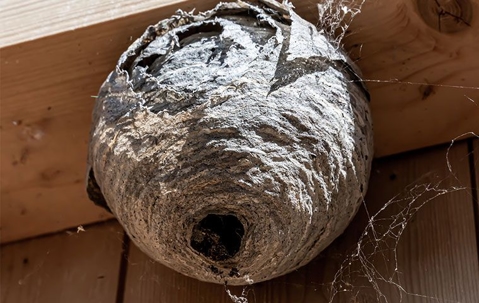 wasp nest up close
