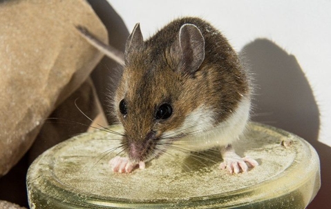 A mouse standing on a lid