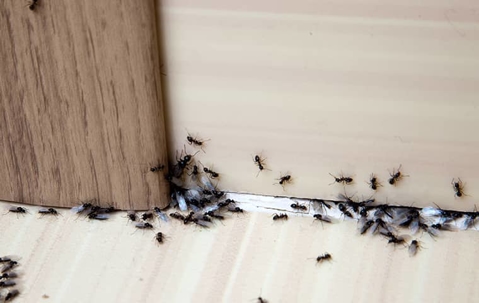 ants in a home
