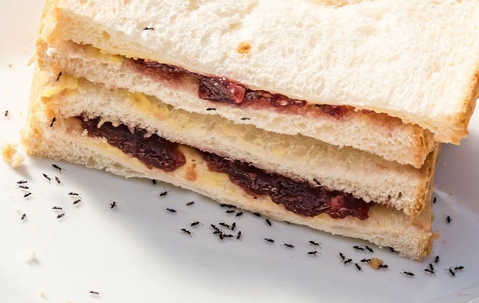 Ant control ants eating a sandwich