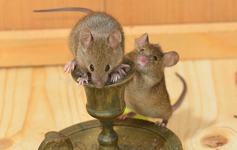 Two mouse and a goblet