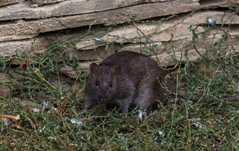 dark rat near a rock wall