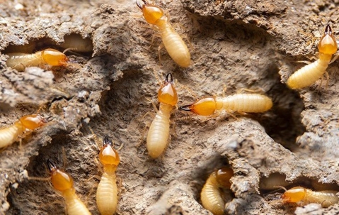 A colony of termites
