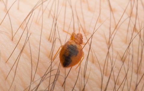 bed bug biting skin on an arm