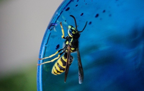 wasp crawling