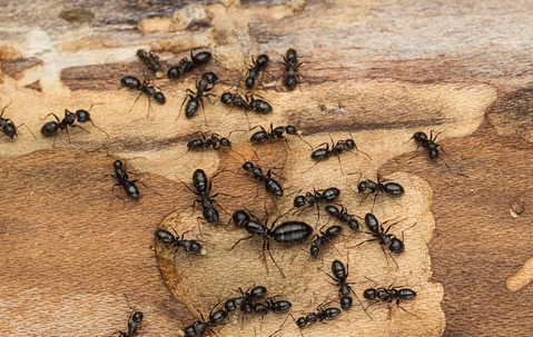 carpenter ant control