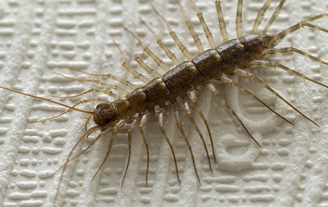 House centipede