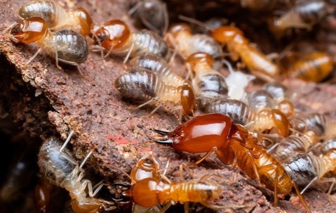 Termites