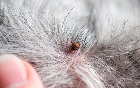 deer tick on a dog