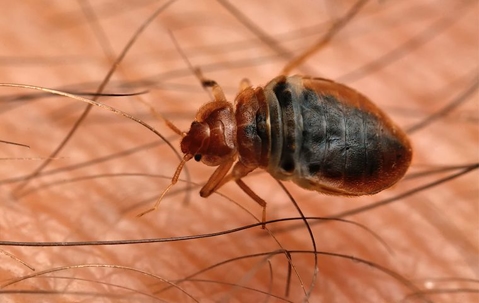 Bed bug on skin