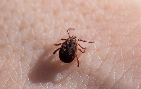 A tick on skin