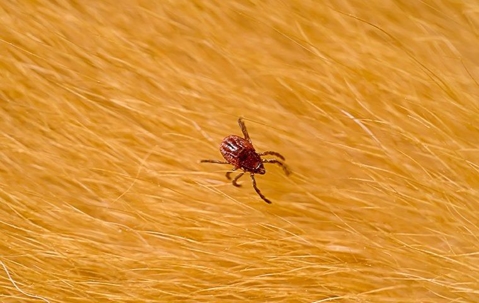 dog_tick_crawling_on_a_pet
