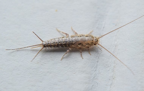 silverfish on old paper