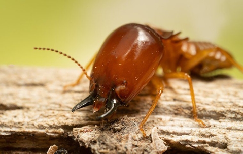 A large termite