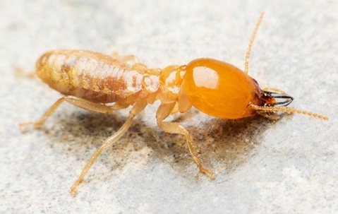 A termite