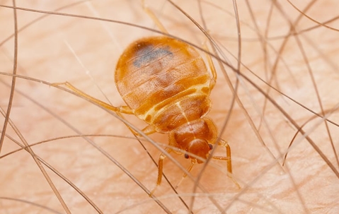 A bed bug on skin