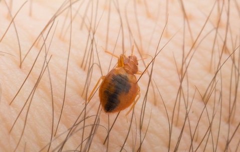 A bed bug on human skin