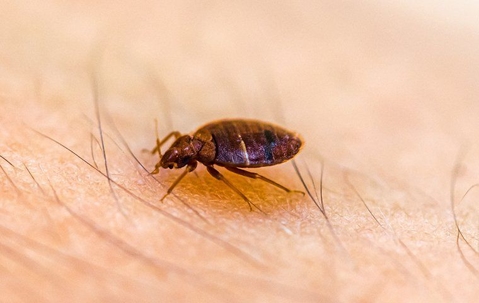 bed bug crawling