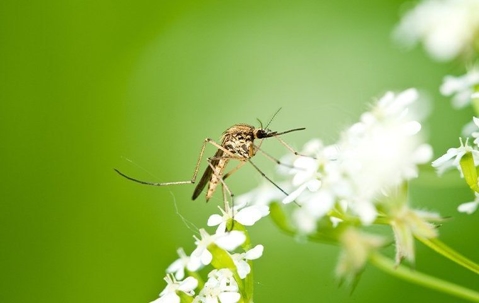 A mosquito on a flower