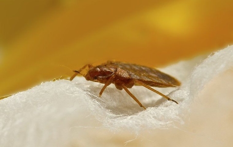 A bed bug on a sheet