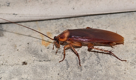 American Cockroaches