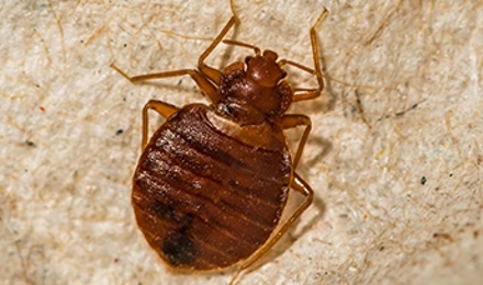 Bed Bugs