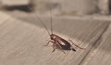 Cockroaches