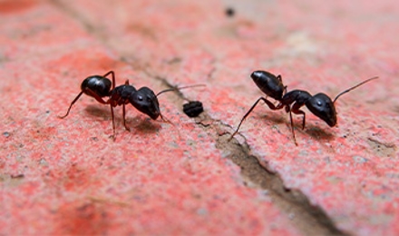Little Black Ants