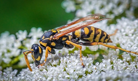 Yellow Paper Wasps