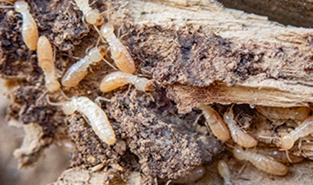 Termites