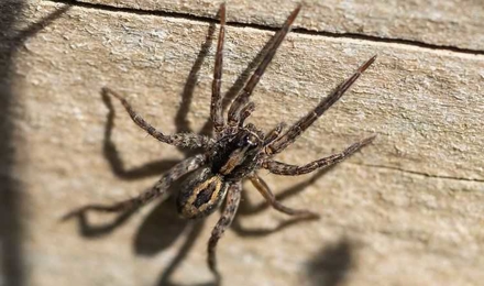 Wolf Spider