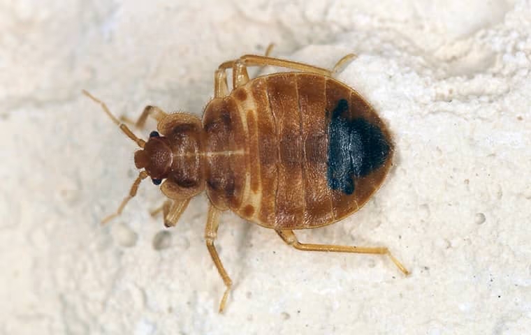 Bed Bugs at home