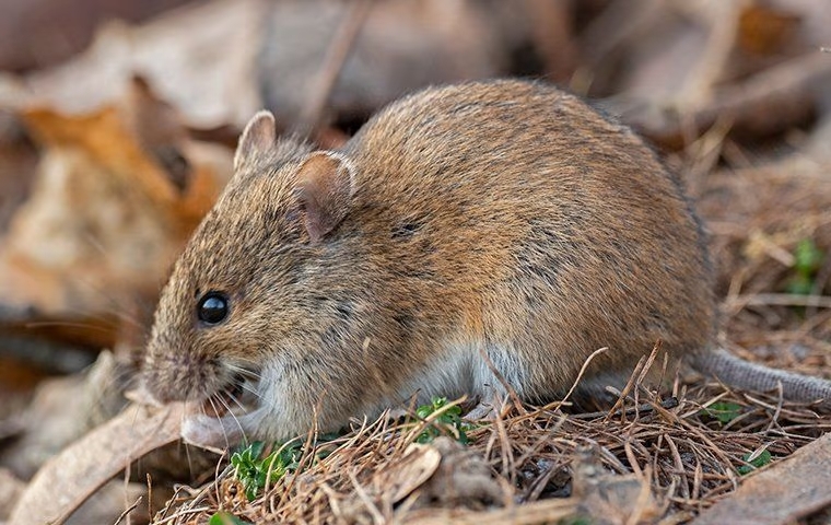 House mouse