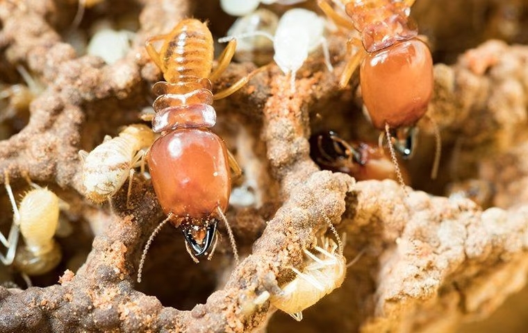 Termites infestation