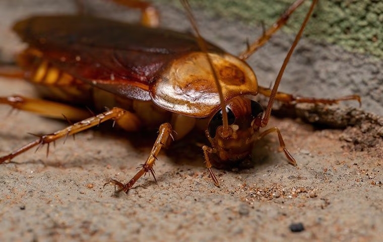 American cockroach