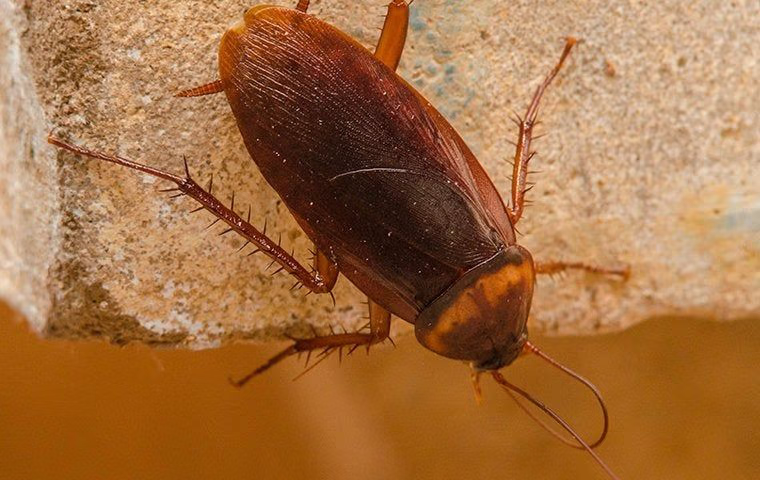 cockroach on the stone crawling