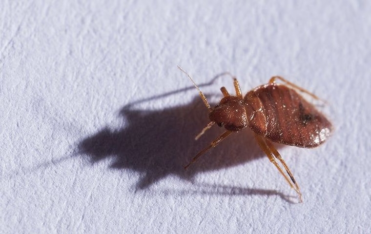 crawling bed bug