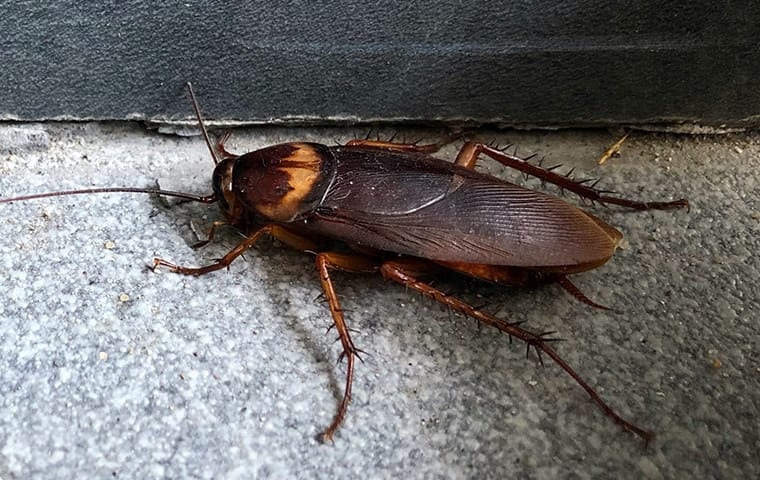 cockroach in the basement