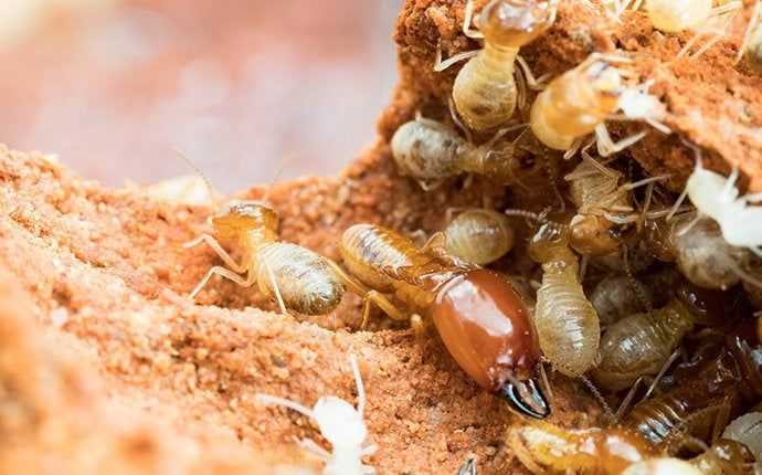 termites crawling on wood