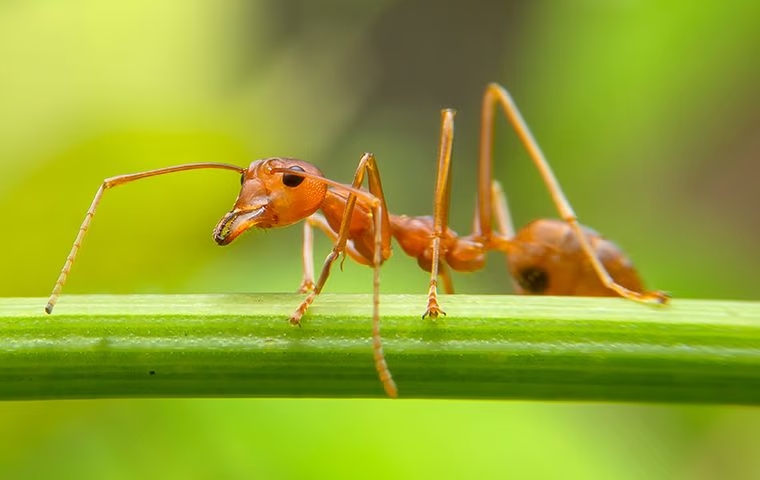 fire ant facing left side