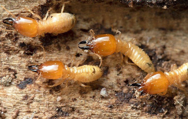 four termites