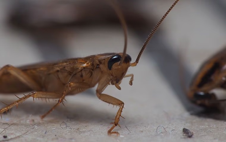 German cockroach