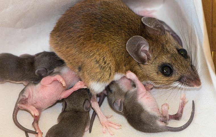 house mouse nursing