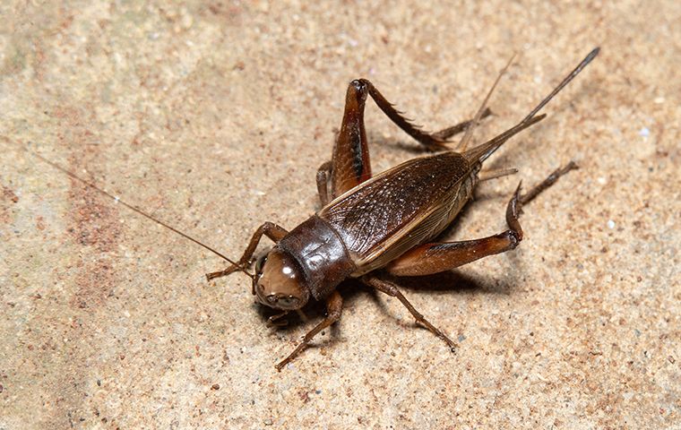 Curated visual reference: Cricket Handling Techniques For Pest Control Reference: Mastering Cricket Control Tips For A Quiet And Pest Free
