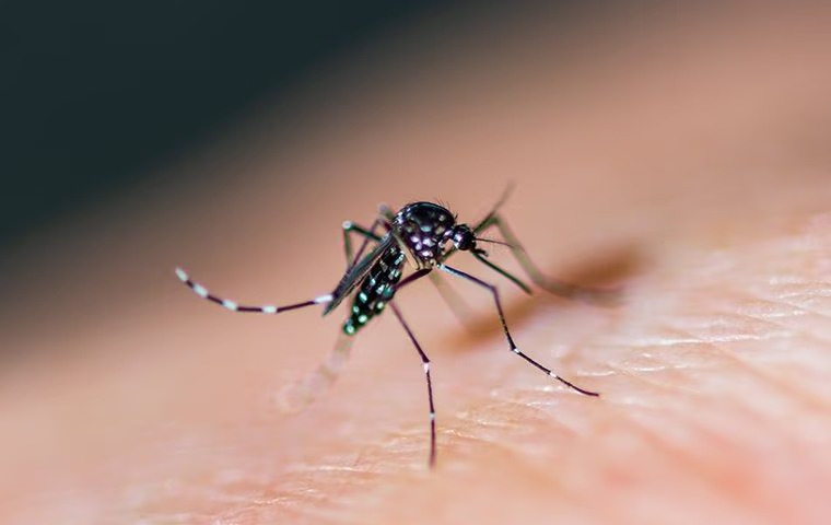 mosquito biting skin on the arm