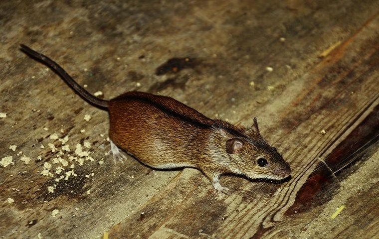 house mouse